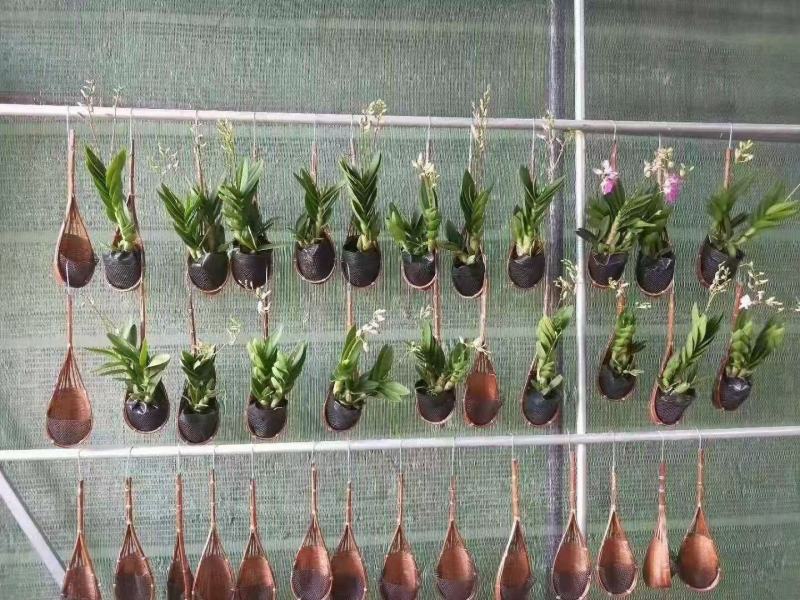 百搭小挂篮挂篮盆栽绿植挂篮四色可选可混搭实物实拍图