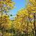 黄花风铃木种子红花风铃木种子种子风铃木种子黄金巴西风铃木