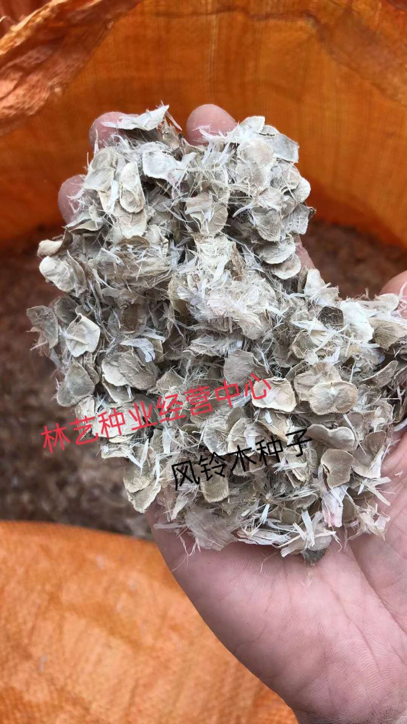 黄花风铃木种子红花风铃木种子种子风铃木种子黄金巴西风铃木