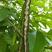 黄花风铃木种子红花风铃木种子种子风铃木种子黄金巴西风铃木