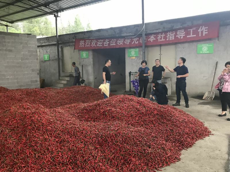 辣椒干辣椒辣椒王