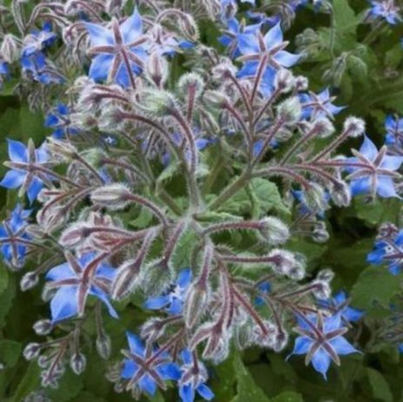玻璃苣种子琉璃苣芳香花草室内庭院绿化香草种子四季播种种子