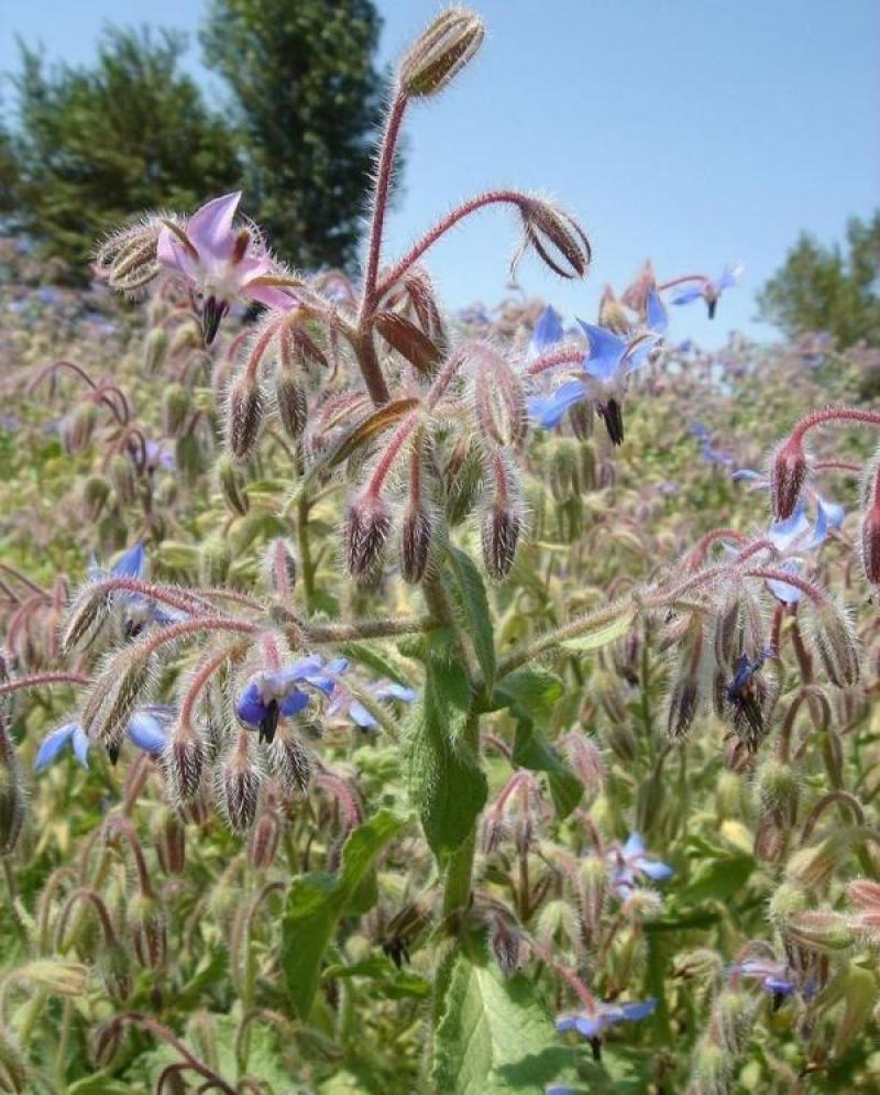 玻璃苣种子琉璃苣芳香花草室内庭院绿化香草种子四季播种种子
