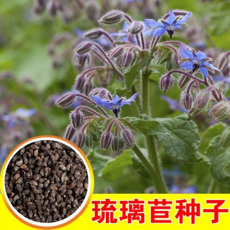 玻璃苣种子琉璃苣芳香花草室内庭院绿化香草种子四季播种种子