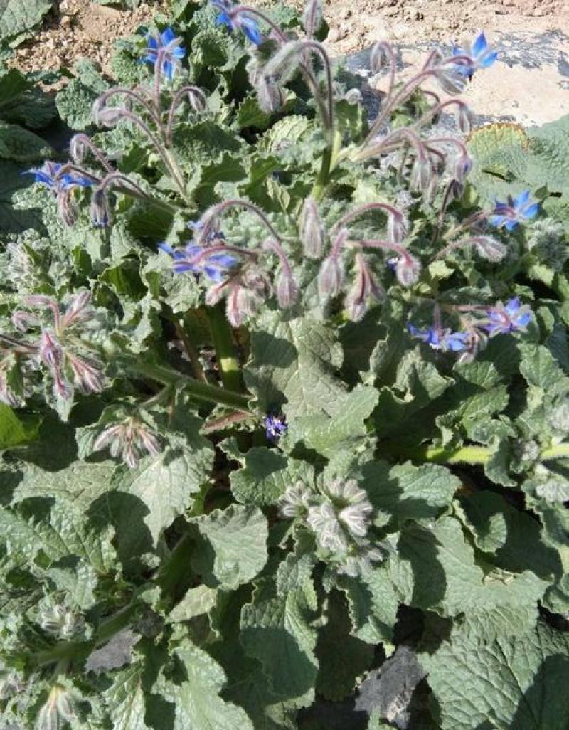 玻璃苣种子琉璃苣芳香花草室内庭院绿化香草种子四季播种种子