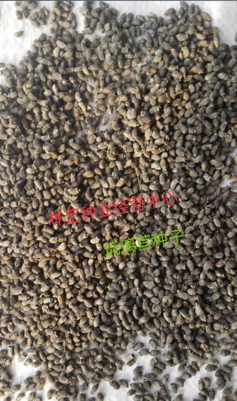 玻璃苣种子琉璃苣芳香花草室内庭院绿化香草种子四季播种种子