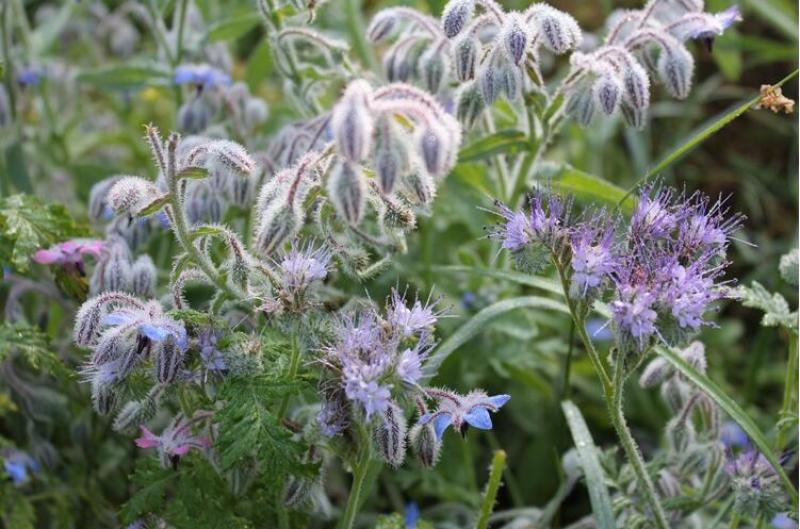 玻璃苣种子琉璃苣芳香花草室内庭院绿化香草种子四季播种种子