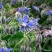 玻璃苣种子琉璃苣芳香花草室内庭院绿化香草种子四季播种种子
