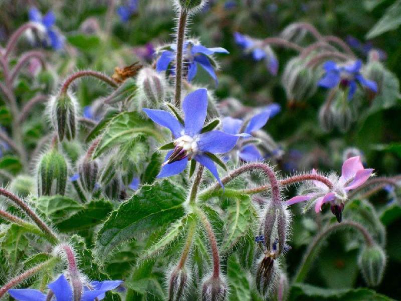 玻璃苣种子琉璃苣芳香花草室内庭院绿化香草种子四季播种种子