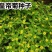 皇帝菊种子黄帝菊多花繁茂花期长阳台庭院盆栽室内四季易种