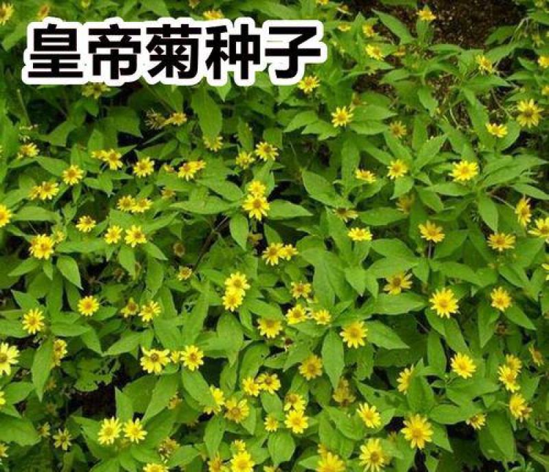 皇帝菊种子黄帝菊多花繁茂花期长阳台庭院盆栽室内四季易种