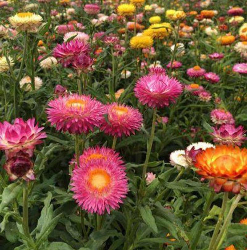 麦秆菊种子四季播菊花种子春季种蜡菊阳台庭院盆栽观赏花卉