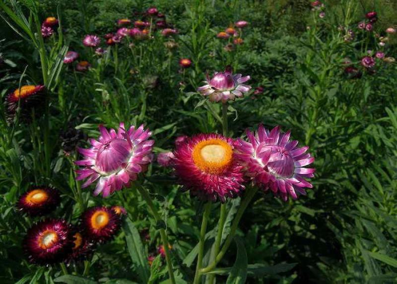 麦秆菊种子四季播菊花种子春季种蜡菊阳台庭院盆栽观赏花卉