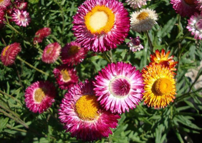 麦秆菊种子四季播菊花种子春季种蜡菊阳台庭院盆栽观赏花卉