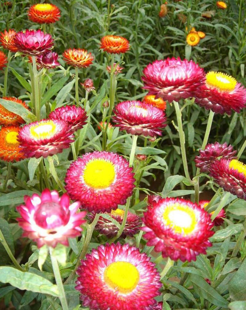 麦秆菊种子四季播菊花种子春季种蜡菊阳台庭院盆栽观赏花卉