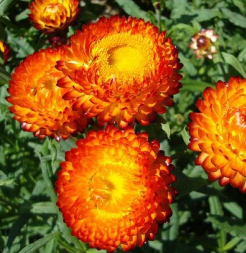 麦秆菊种子四季播菊花种子春季种蜡菊阳台庭院盆栽观赏花卉