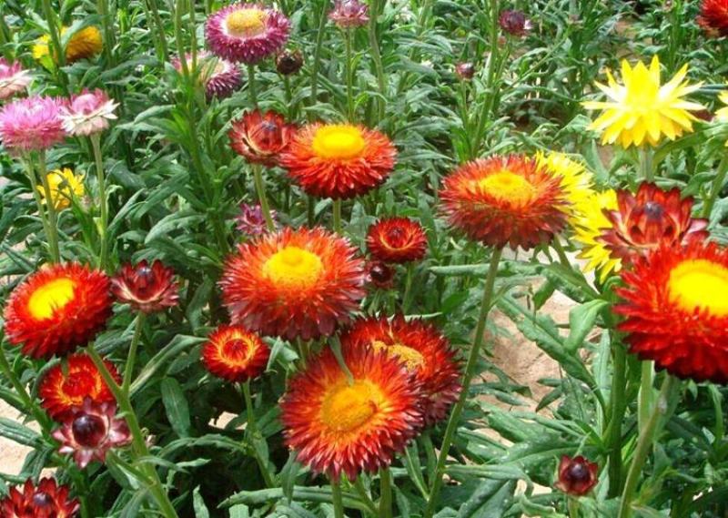 麦秆菊种子四季播菊花种子春季种蜡菊阳台庭院盆栽观赏花卉
