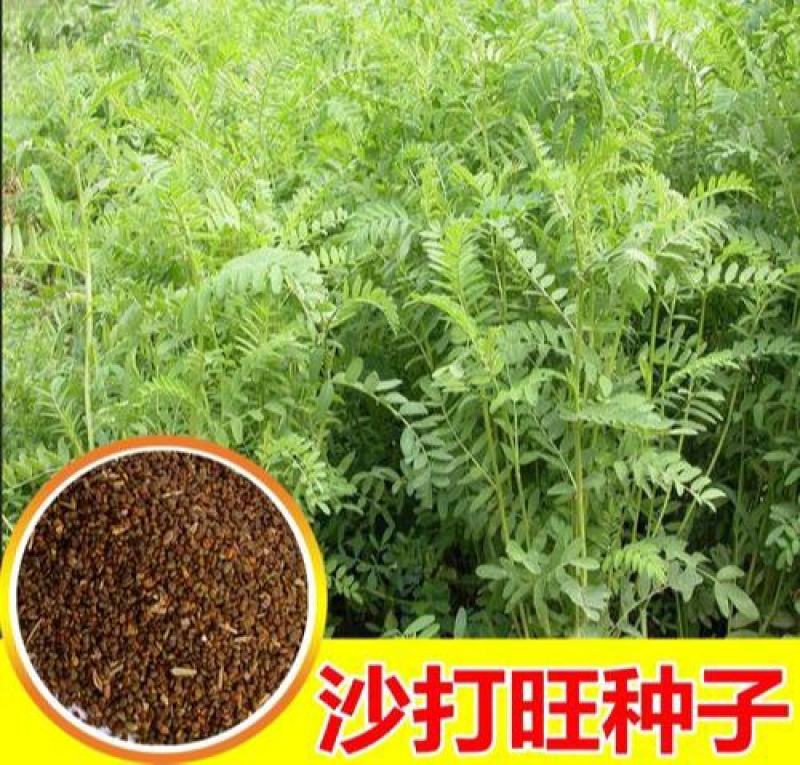 沙打旺种子多年生牧草绿肥草护坡草耐寒耐旱耐盐碱进口种子
