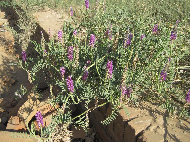 沙打旺种子多年生牧草绿肥草护坡草耐寒耐旱耐盐碱进口种子