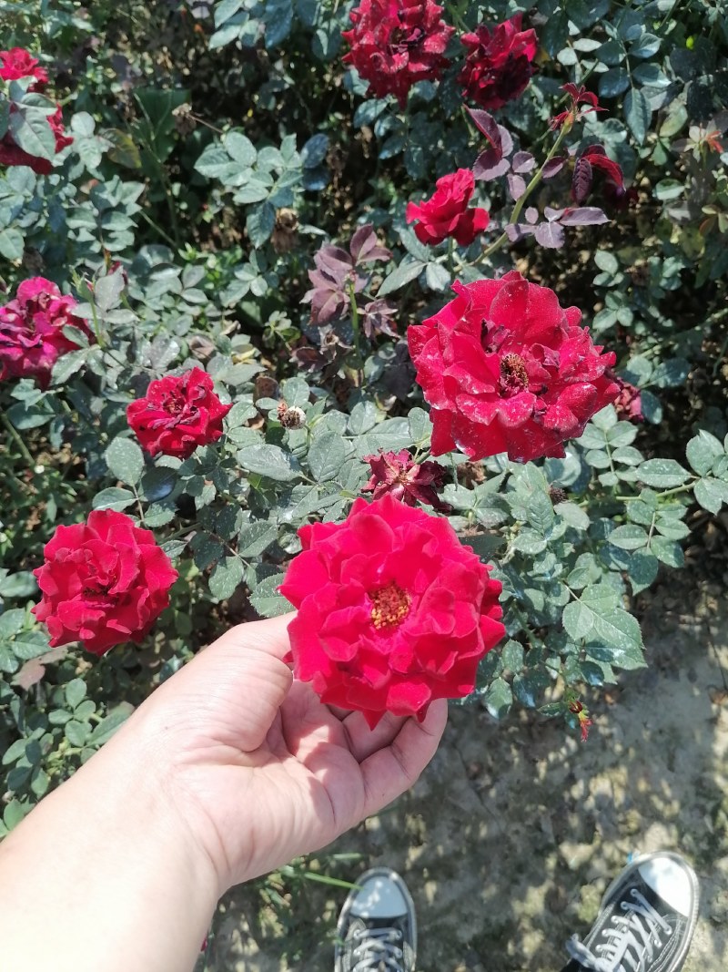 月季盆花
