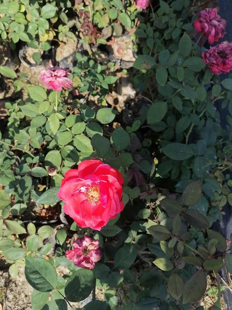 月季盆花