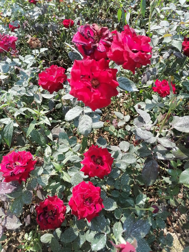 月季盆花