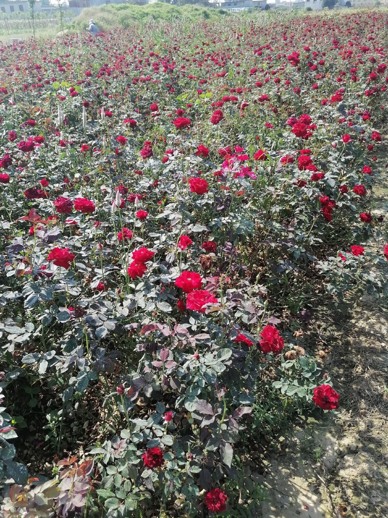 月季盆花