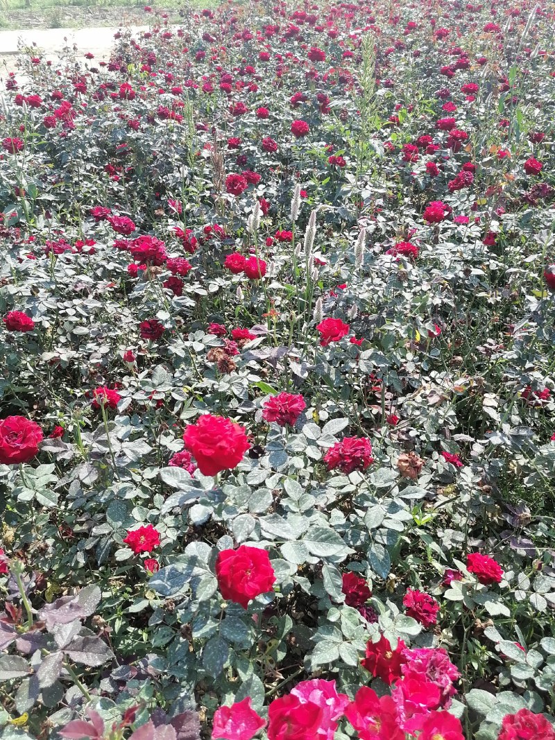 月季盆花