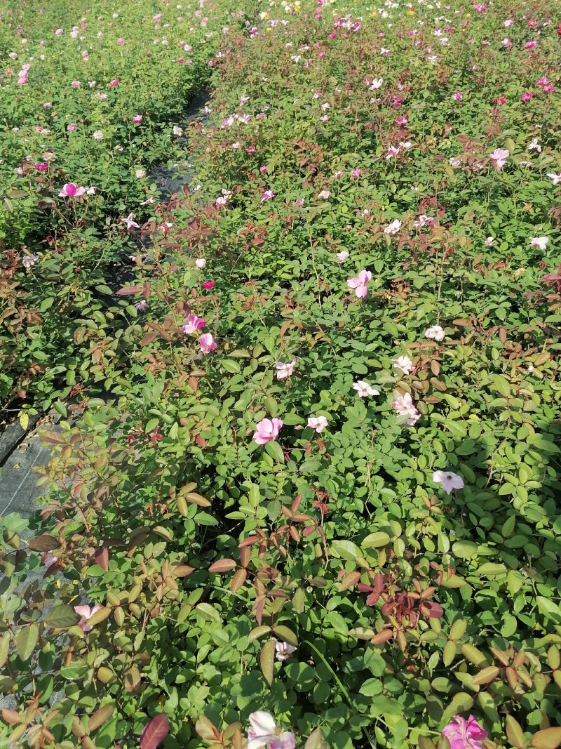 月季盆花