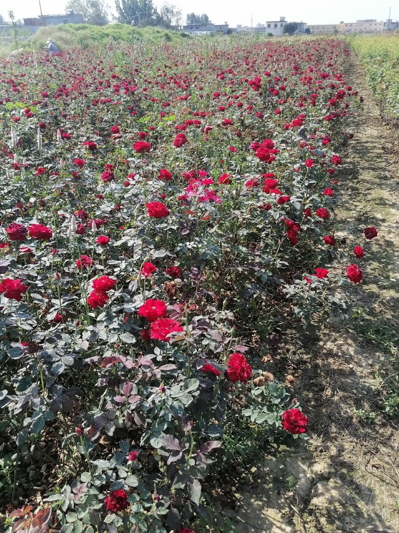 月季盆花