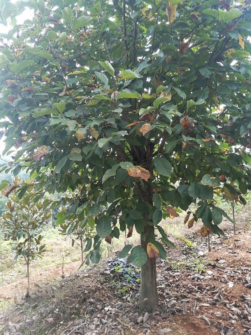 红玉兰紫玉兰