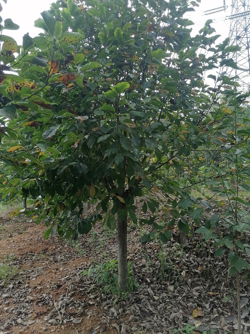 红玉兰紫玉兰