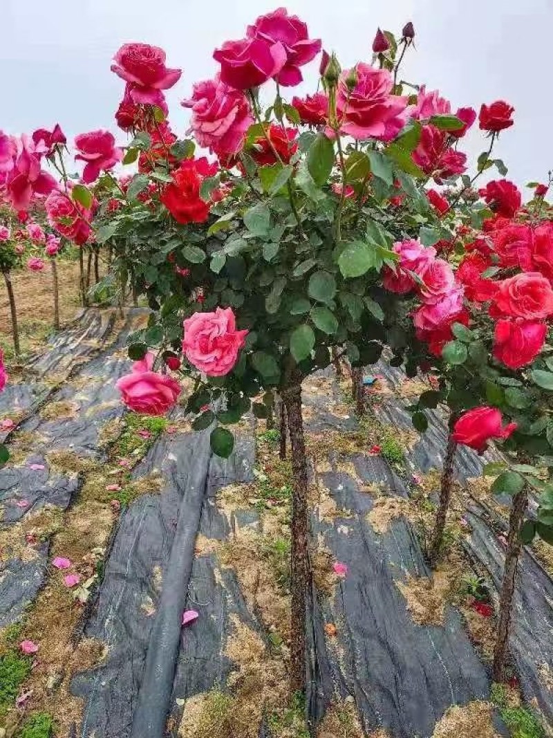 树桩月季