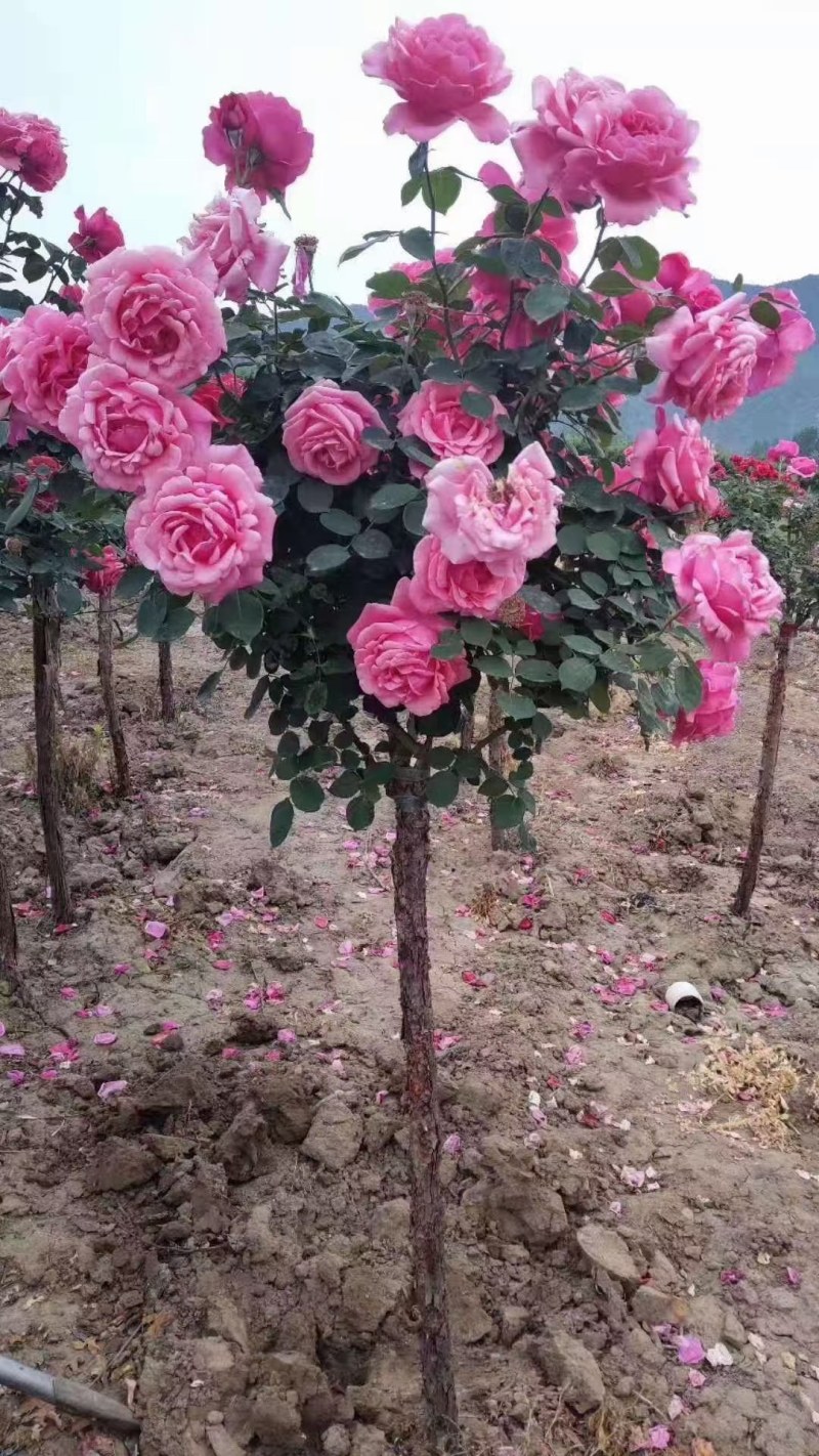 树桩月季