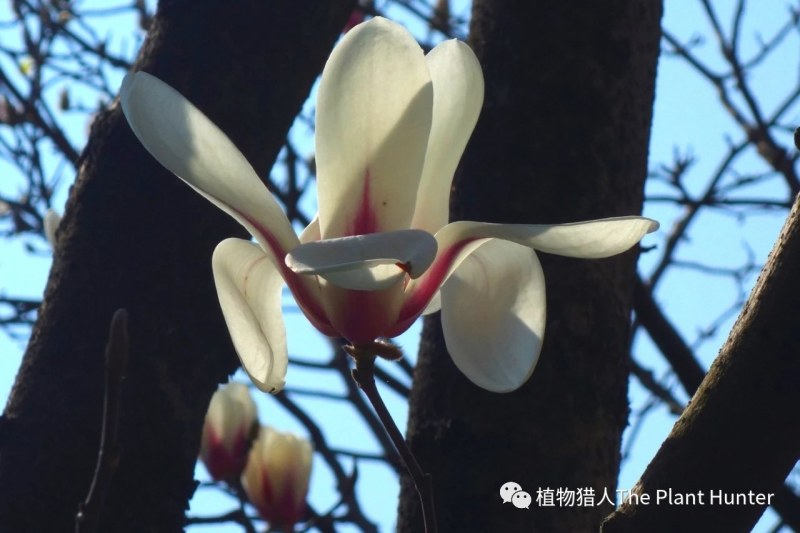 红玉兰白玉兰紫玉兰黄玉兰