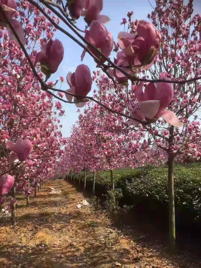 红玉兰白玉兰紫玉兰黄玉兰