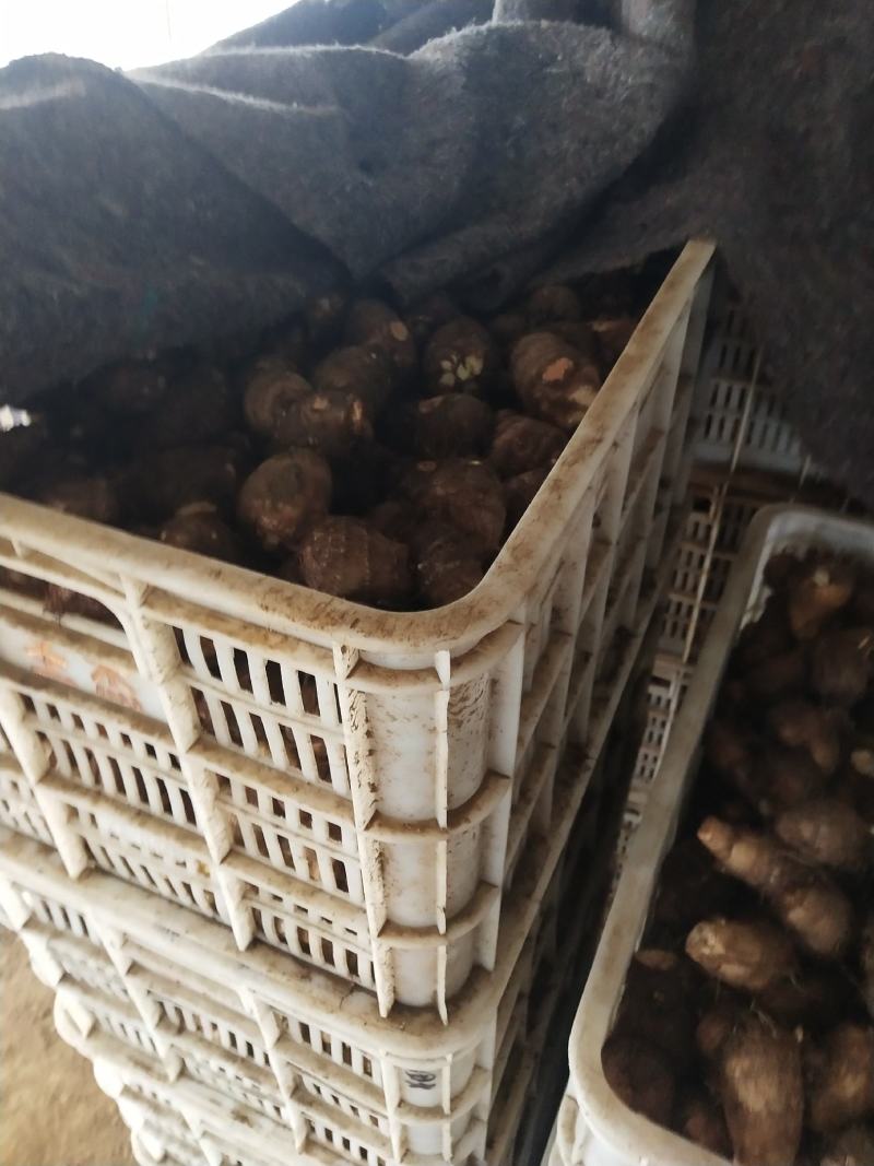 山东潍坊8520芋头大量上市，实力代办代收诚信合作，