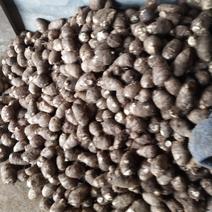 山东潍坊8520芋头大量上市，实力代办代收诚信合作，