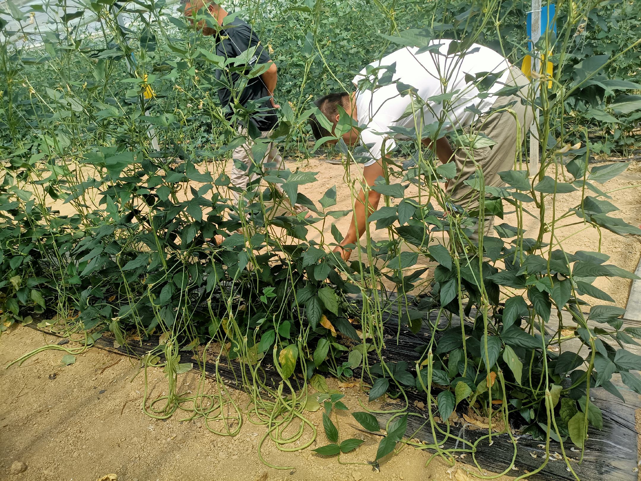 长豆角搭架引蔓现场