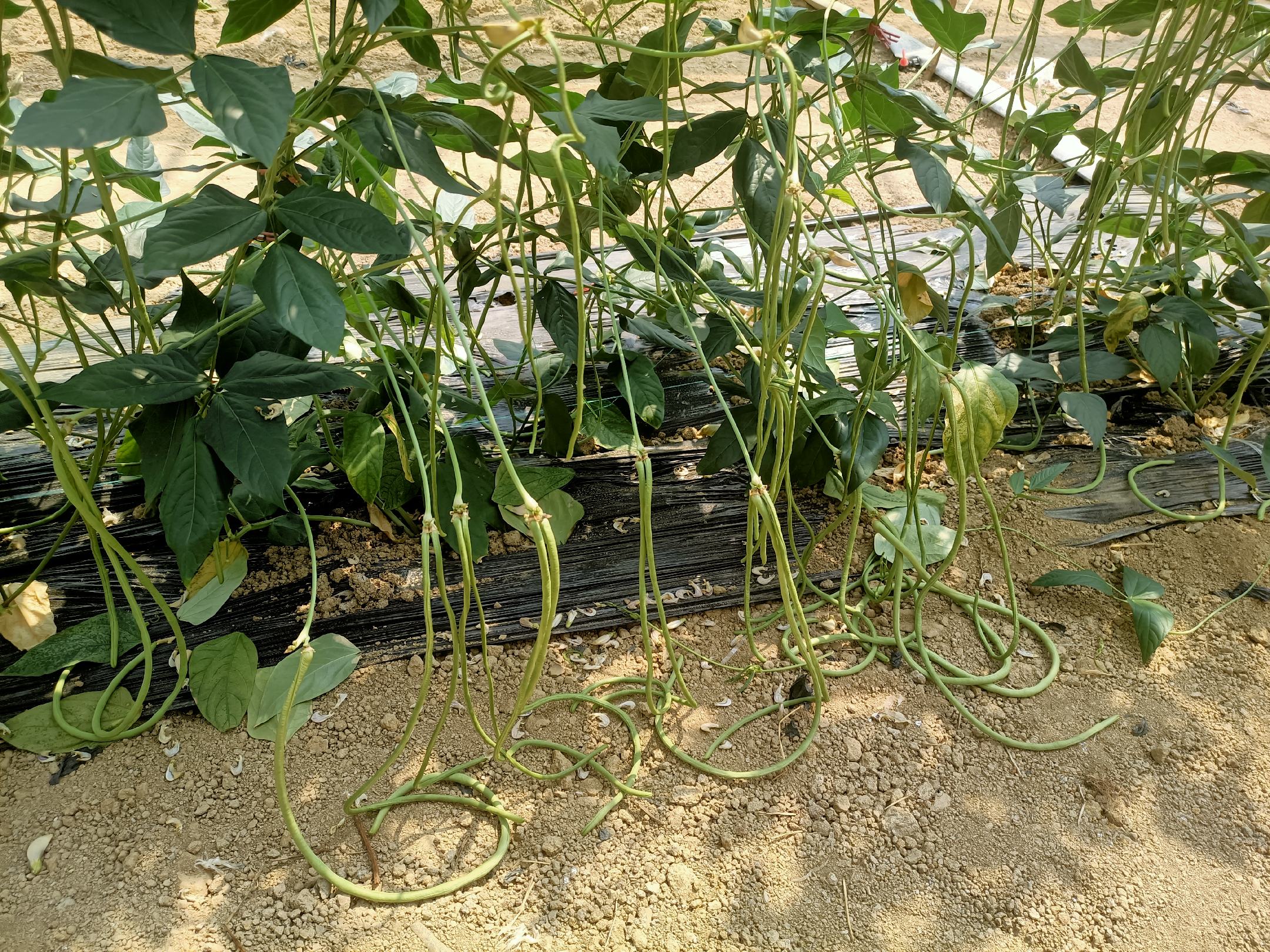 豆角成熟采摘图