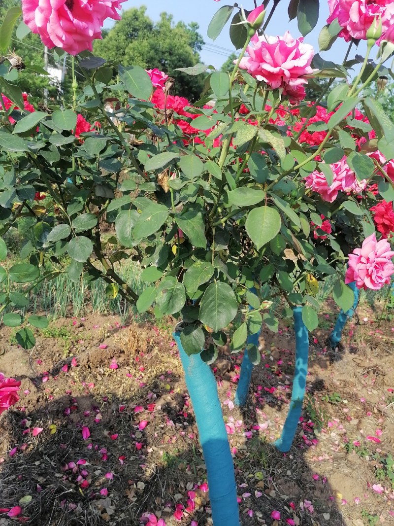 树桩月季