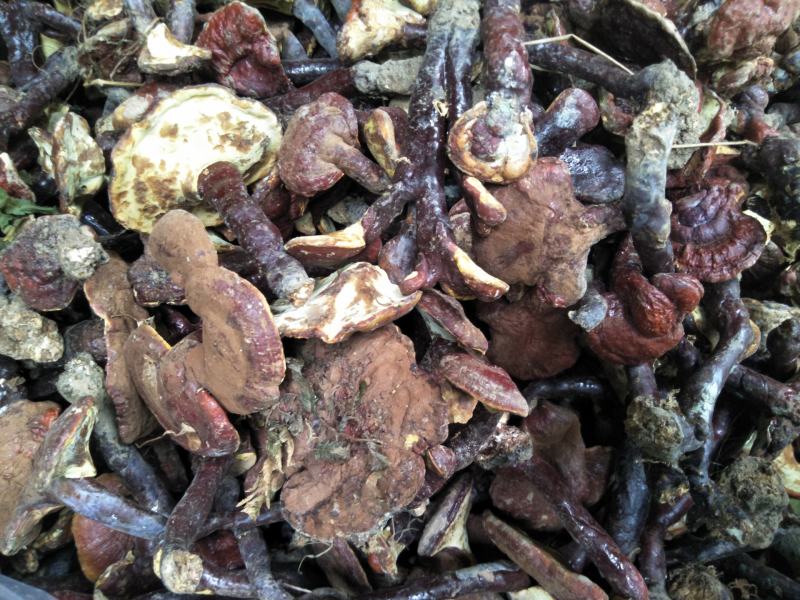 赤灵芝自产批发欢迎联系看货