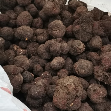 现在是山货松露的成熟期