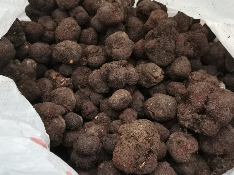 现在是山货松露的成熟期