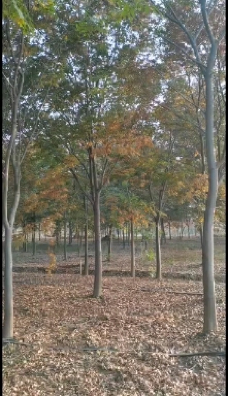 长期供应多规格榉树，欢迎实地看树现场订货