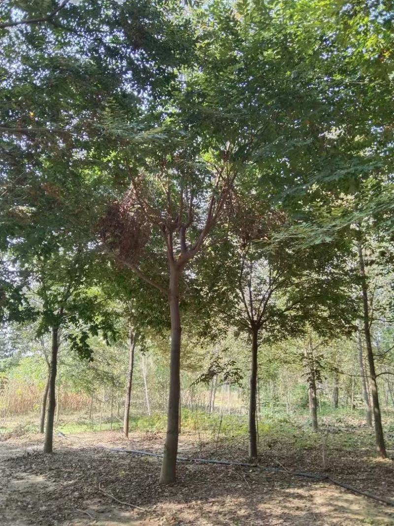 长期供应多规格榉树，欢迎实地看树现场订货