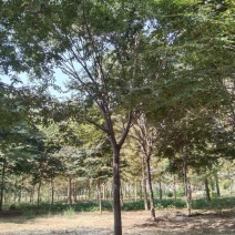 长期供应多规格榉树，欢迎实地看树现场订货