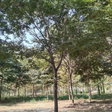 长期供应多规格榉树，欢迎实地看树现场订货