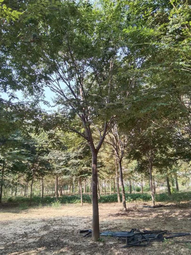 长期供应多规格榉树，欢迎实地看树现场订货