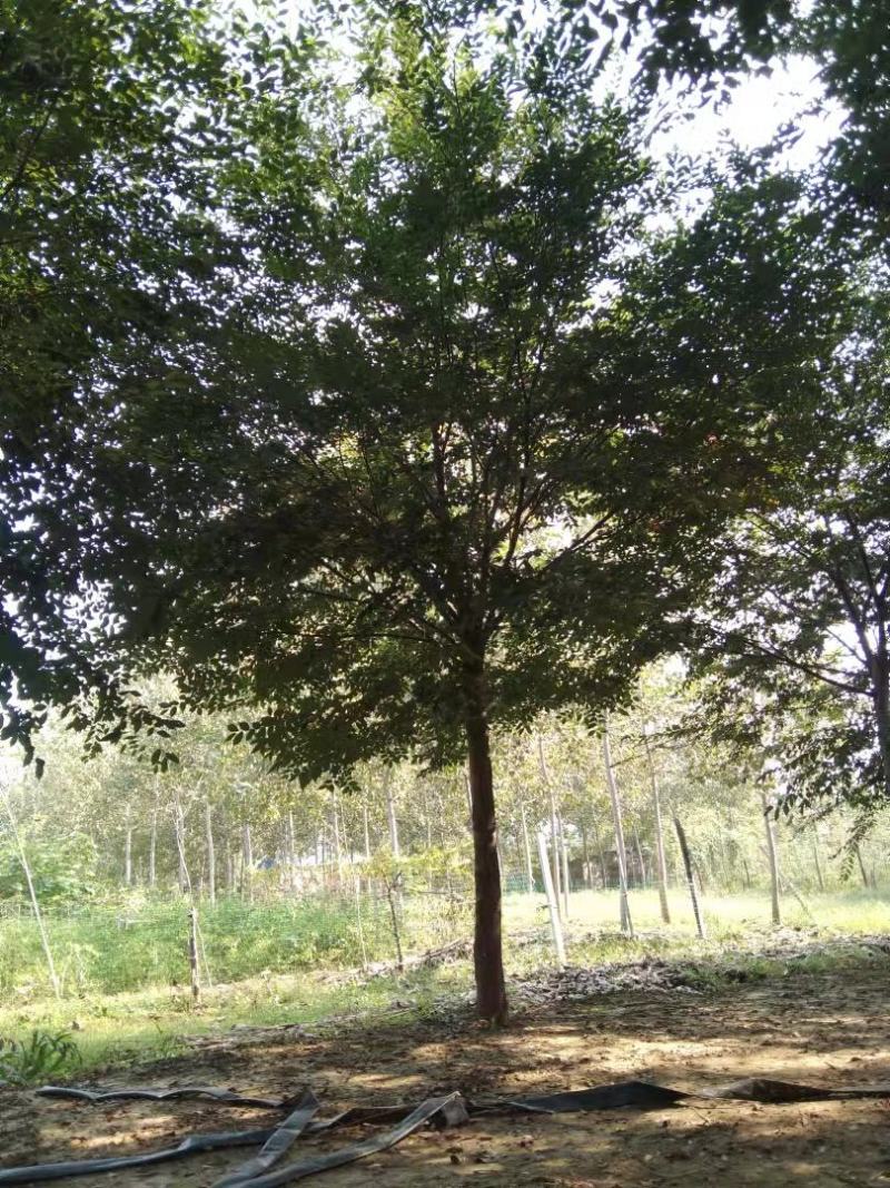 长期供应多规格榉树，欢迎实地看树现场订货